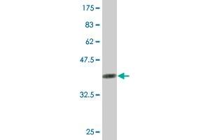 Western Blot detection against Immunogen (36.