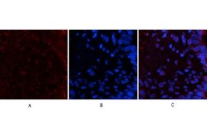Immunofluorescence analysis of human lung tissue. (Luciferase antibody)