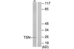 Western Blotting (WB) image for anti-Translin (TSN) (AA 101-150) antibody (ABIN2879150)
