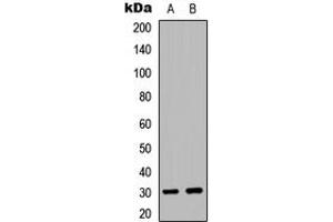Western blot analysis of EIF3K expression in SHSY5Y (A), HEK293T (B) whole cell lysates.