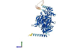 AlphaFold protein structure predicition of Human Recombinant KLHL40 Protein, UniprotID Q2TBA0