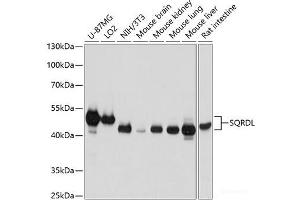 Western blot analysis of extracts of various cell lines using SQRDL Polyclonal Antibody at dilution of 1:3000. (SQRDL antibody)