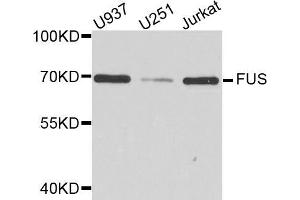 Western blot analysis of extracts of various cell lines, using FUS antibody (ABIN5973514) at 1/1000 dilution. (FUS antibody)