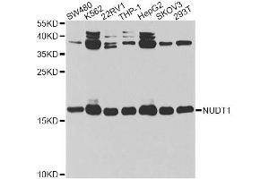 Western blot analysis of extracts of various cell lines, using NUDT1 antibody. (NUDT1 antibody)