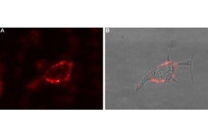 Expression of GABA(A) θ receptor in rat PC12 cells - Cell surface detection of GABRQ in intact living rat Pheochromocytoma (PC12) cells. (GABRQ antibody  (Extracellular, N-Term))