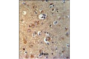 GPHN Antibody (Center) (ABIN653742 and ABIN2843044) IHC analysis in formalin fixed and paraffin embedded brain tissue followed by peroxidase conjugation of the secondary antibody and DAB staining. (Gephyrin antibody  (AA 437-466))