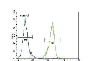 EN Antibody (Center ) (ABIN389374 and ABIN2839470) flow cytometric analysis of MDA-M cells (right histogram) compared to a negative control cell (left histogram). (ENPP2 antibody  (AA 401-430))
