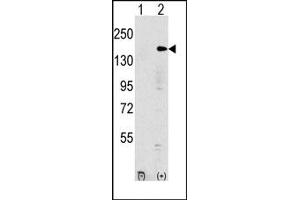 Image no. 1 for anti-Euchromatic Histone-Lysine N-Methyltransferase 1 (EHMT1) (N-Term) antibody (ABIN356541)