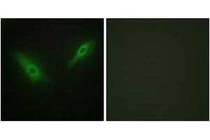 Immunofluorescence analysis of HeLa cells, using KPB1/2 Antibody. (KPB1/2 (AA 31-80) antibody)