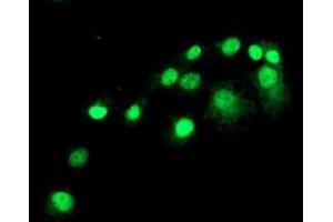 Anti-SAMHD1 mouse monoclonal antibody (ABIN2453909) immunofluorescent staining of COS7 cells transiently transfected by pCMV6-ENTRY SAMHD1 (RC206013). (SAMHD1 antibody)