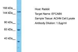 Host: Rabbit Target Name: EFCAB5 Sample Type: ACHN Whole cell lysates Antibody Dilution: 1. (EFCAB5 antibody  (C-Term))