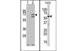 (LEFT) Western blot analysis of ERK8 (arrow) using rabbit polyclonal ERK8 Antibody (N-term). (MAPK15 antibody  (N-Term))