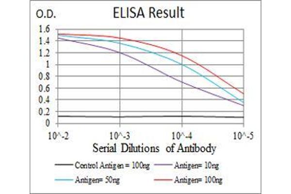SSH1 antibody  (AA 1032-1044)