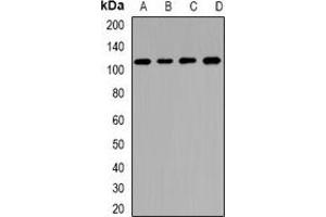 Western blot analysis of CNGA3 expression in BT474 (A), U87 (B), mouse pancreas (C), rat liver (D) whole cell lysates.