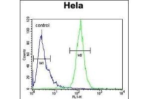 IC Antibody (Center) (ABIN653304 and ABIN2842804) flow cytometric analysis of Hela cells (right histogram) compared to a negative control cell (left histogram).