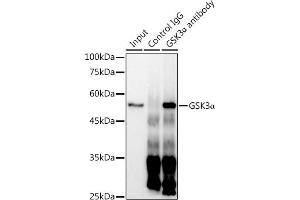 Immunoprecipitation analysis of 300 μg extracts of HeLa cells using 3 μg GSK3α antibody (ABIN7267467). (GSK3 alpha antibody)