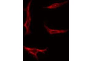 ABIN6267491 staining K562 by IF/ICC.