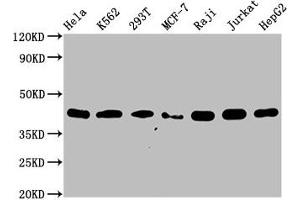 Western Blot Positive WB detected in: Hela whole cell lysate, K562 whole cell lysate, 293T whole cell lysate, MCF-7 whole cell lysate, Raji whole cell lysate, Jurkat whole cell lysate, HepG2 whole cell lysate All lanes: hnRNP C1 + C2 antibody at 0. (Recombinant HNRNPC antibody)