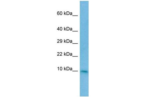 CC2D2A antibody  (N-Term)