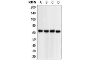 Western blot analysis of NPAS1 expression in HEK293T (A), Jurkat (B), Raw264. (NPAS1 antibody  (C-Term))