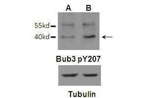 Western blot analysis of Bub3 (Phospho-Tyr207)Antibody (arrow indicated) in U87 (A) and U87 EGFRvIII (B) cells in Mitosis. (BUB3 antibody  (pTyr207))