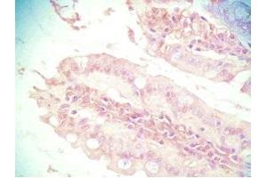 Mouse intestine tissue was stained by Rabbit Anti-PYY (3-36) (Human) Serum (Peptide YY antibody  (AA 3-36))