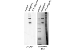 CHP can specifically detect collagen bands directly in SDS-PAGE gels (in-gel Western blot). (Collagen (COL) peptide (5-FAM))