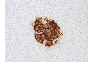 Formalin-fixed, paraffin-embedded human Pancreas stained with Insulin Mouse Recombinant Monoclonal Antibody (rIRDN/805). (Recombinant Insulin antibody)