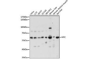 Western blot analysis of extracts of various cell lines, using NFIC antibody. (NFIC antibody)