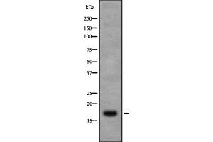 Western blot analysis of Ribosomal Protein S13 using 3T3 whole cell lysates (RPS13 antibody  (Internal Region))