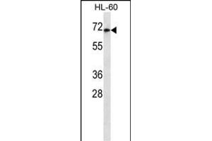 HIPK4 Antibody ABIN659185 western blot analysis in HL-60 cell line lysates (35 μg/lane). (HIPK4 antibody)