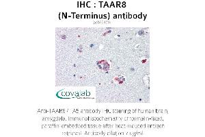 Image no. 1 for anti-Trace Amine Associated Receptor 8 (TAAR8) (Extracellular Domain), (N-Term) antibody (ABIN1739867) (Trace Amine Associated Receptor 8 (TAAR8) (Extracellular Domain), (N-Term) antibody)