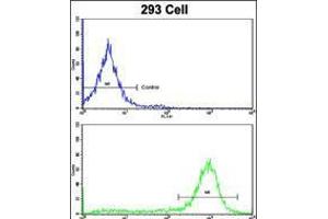 Flow cytometric analysis of 293 cells using ESRRA Antibody (bottom histogram) compared to a negative control cell (top histogram).