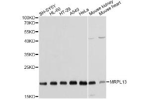 Western blot analysis of extracts of various cell lines, using MRPL13 antibody. (MRPL13 antibody)