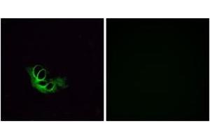 Immunofluorescence analysis of HeLa cells, using OR56A1 Antibody.
