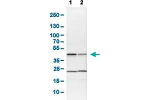 Western Blot analysis of (1) NIH-3T3 cell lysate (Mouse embryonic fibroblast cells), and (2) NBT-II cell lysate (Rat Wistar bladder tumour cells).