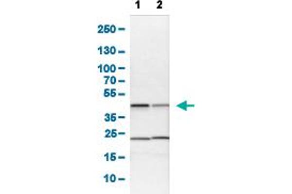 QKI antibody  (AA 163-311)