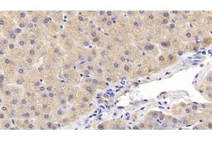 #VALUE! (ERK2 antibody  (AA 25-360))