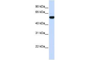 EEF1A2 antibody used at 1 ug/ml to detect target protein. (EEF1A2 antibody  (Middle Region))