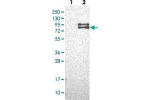 Western blot analysis of Lane 1: Negative control (vector only transfected HEK293T lysate), Lane 2: Over-expression Lysate (Co-expressed with a C-terminal myc-DDK tag (~3. (FOXRED2 antibody)