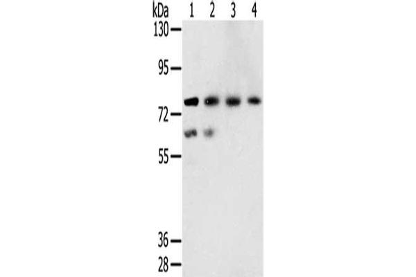 TMPRSS7 antibody