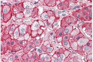 Human Adrenal (formalin-fixed, paraffin-embedded) stained with APOA2 antibody ABIN337192 at 5 ug/ml followed by biotinylated anti-goat IgG secondary antibody ABIN481715, alkaline phosphatase-streptavidin and chromogen. (APOA2 antibody)