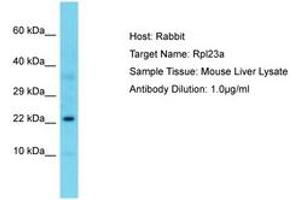 Image no. 1 for anti-Ribosomal Protein L23A (RPL23A) (C-Term) antibody (ABIN6750306) (RPL23A antibody  (C-Term))