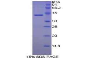 SDS-PAGE analysis of Dog Creatine Kinase, Brain Protein. (CKB Protein)