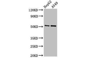 Western Blot Positive WB detected in: HepG2 whole cell lysate, A549 whole cell lysate All lanes: GLRA1 antibody at 2.