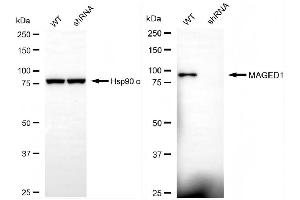 Western blotting analysis using MAGED1 antibody (ABIN7799360).