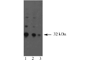 Western blot analysis of Granzyme B. (GZMB antibody)