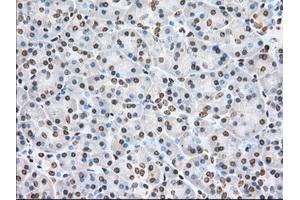 Immunohistochemistry (IHC) image for anti-Cytochrome P450, Family 1, Subfamily A, Polypeptide 2 (CYP1A2) antibody (ABIN1497713) (CYP1A2 antibody)