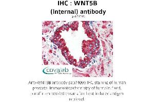 Image no. 2 for anti-Wingless-Type MMTV Integration Site Family, Member 5B (WNT5B) (Internal Region) antibody (ABIN1740832) (WNT5B antibody  (Internal Region))