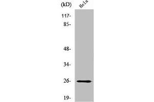 Western Blot analysis of HeLa cells using UMP-CMP Kinase Polyclonal Antibody (Cytidine Monophosphate (UMP-CMP) Kinase 1, Cytosolic (CMPK1) (N-Term) antibody)